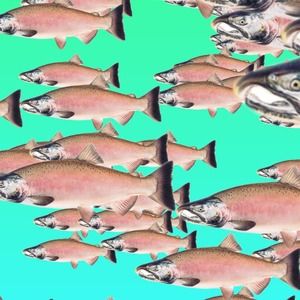 Meet your Posher, Avi